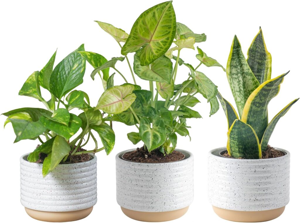 plant